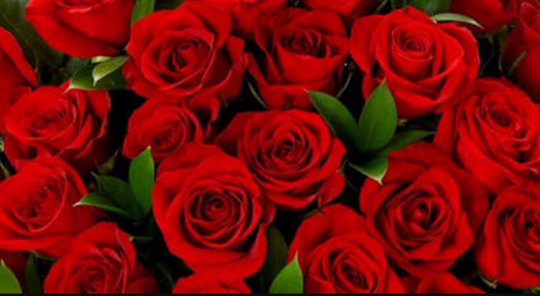 Red roses and their meaning