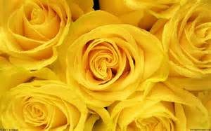 Yellow Roses