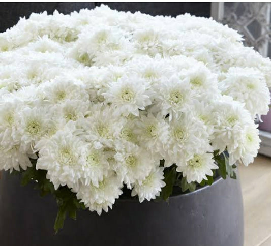 Chrysanthemum  Cut flowers - Heidelberg Online Florist