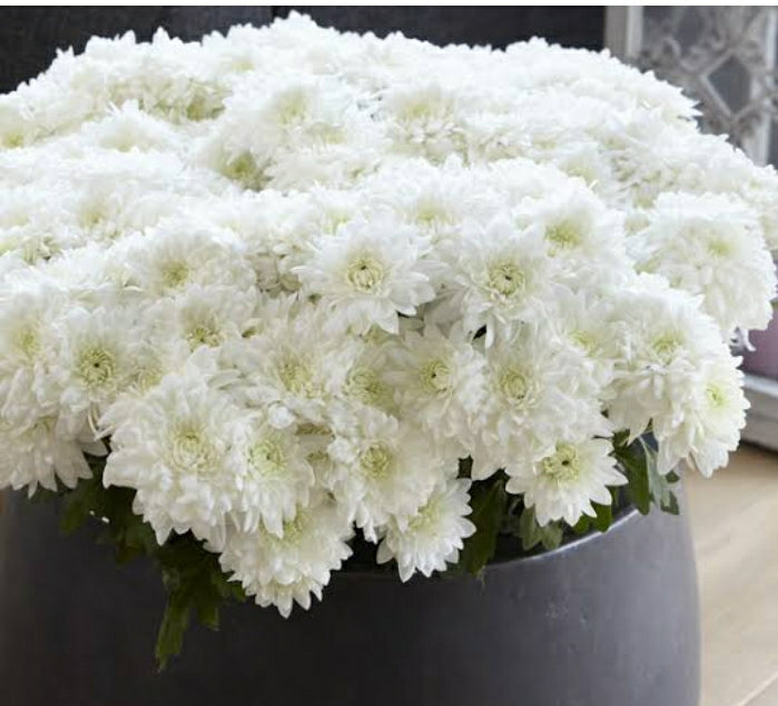 Chrysanthemum  Cut flowers - Heidelberg Online Florist