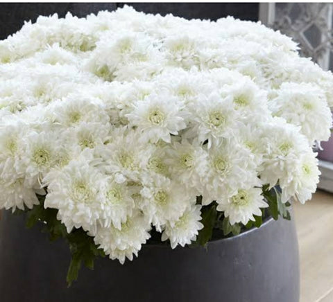 Chrysanthemum  Cut flowers