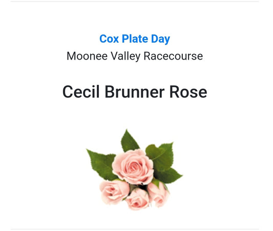 COX PLATE DAY - Cecil Brunner Rose Buttonhole