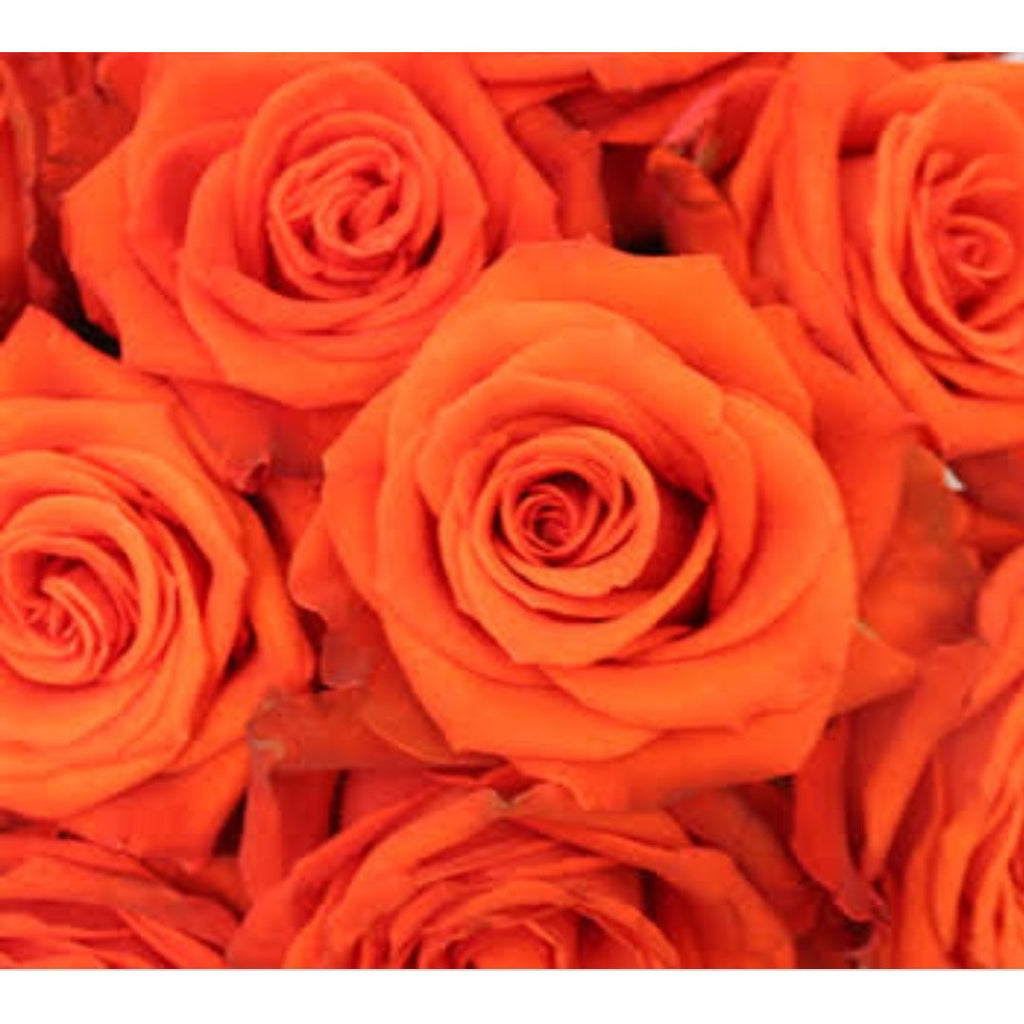 ORANGE ROSES - Heidelberg Online Florist