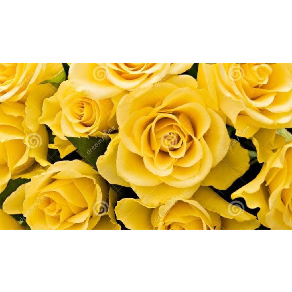 YELLOW ROSES Friendship and caring - Heidelberg Online Florist