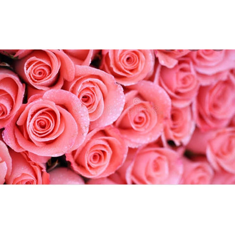PINK ROSES Gratitude Grace and Joy