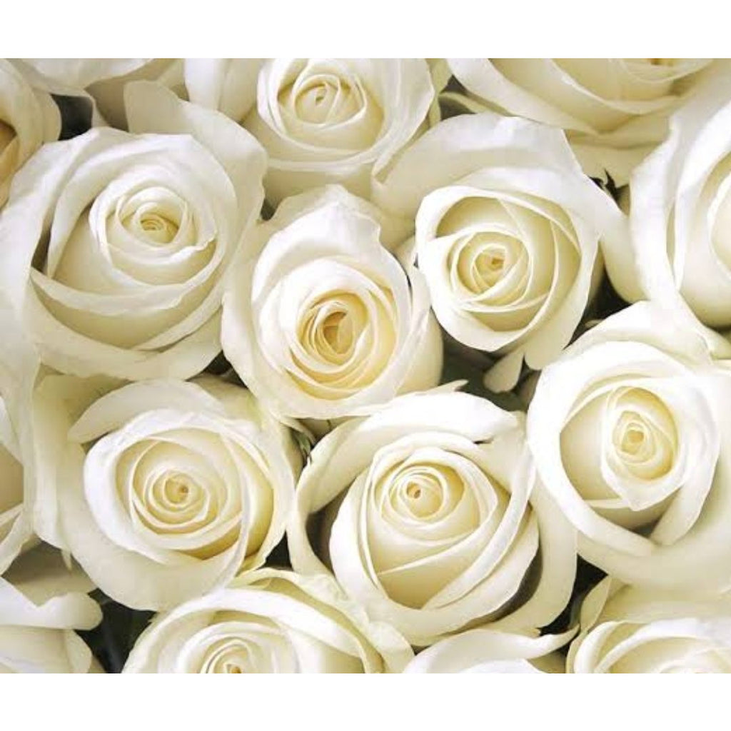 WHITE ROSES Purity and Innocence - Heidelberg Online Florist