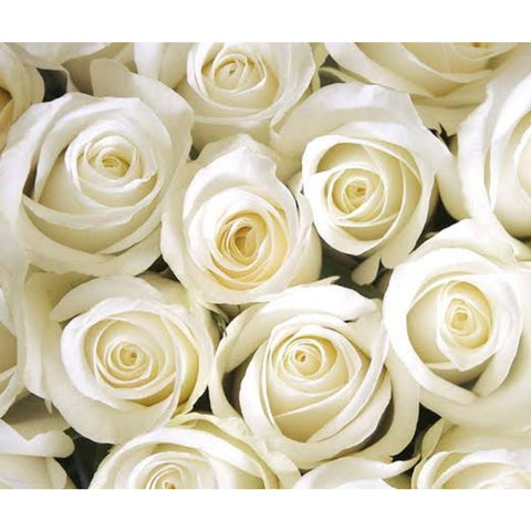 WHITE ROSES Purity and Innocence