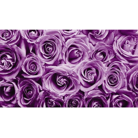 PURPLE ROSES