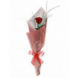 Valentines Single Rose Cello wrapped